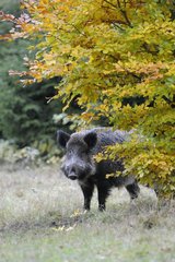 Eurasian Wild Boar in a clearing Germany