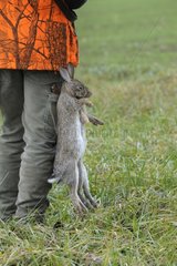Hunter with dead European Rabbits Germany