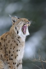 European Lynx yawning National Park Bavarian Forest Germany
