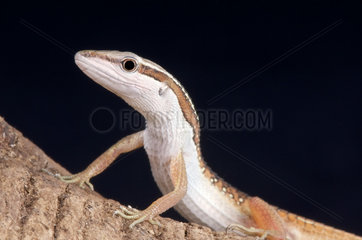 Spotted grass lizard (Takydromus sexlineatus ocellatus) Vietnam