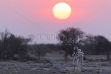 Burchell's zebra (Equus burchellii)  adult at sunset  Namibia  Etosha national Park