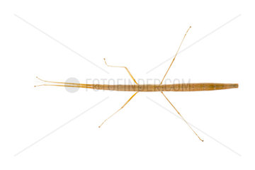 Common stick insect (Carausius morosus) on white background
