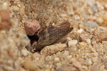 Leafhopper (Aphrophora corticea) prey of Digger wasp (Gorytes laticinctus) at the entrance of its burrow  France
