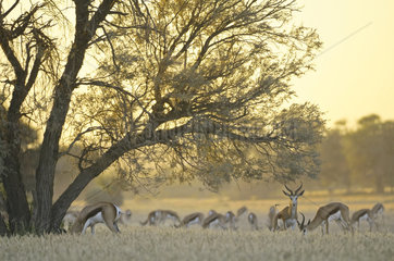 Herd of Springboks (Antidorcas marsupialis) grazing peacefully in the late afternoon in the Kalahari desert  Kgalagadi  South Africa