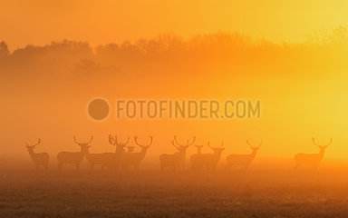 Herd of Fallow Deers (Dama dama) on misty morning at sunrise  Spring  Hesse  Germany  Europe