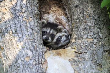 Young Raccoons in a hollow trunk - Minnesota USA