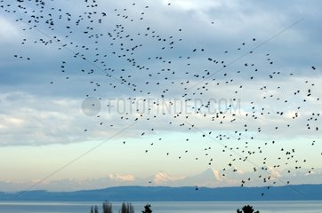 Vol de Jaseurs boréaux en vol Lac de Neuchâtel Suisse