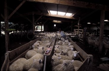 Administration d'un vermifuge à des moutons Nelle Zélande