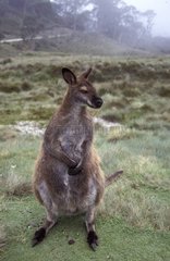 Wallaby de Benett en Tasmanie
