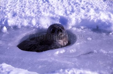 Weddell Seal breathing at a ice-floe hole Antarctic