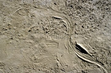 Trace du passage d'une Couleuvre à collier dans le sable