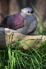 Crested Quail-Dove on a rock