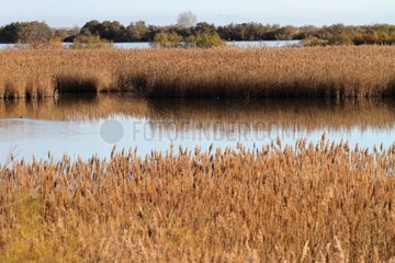 Reedbed in winter in Camargue