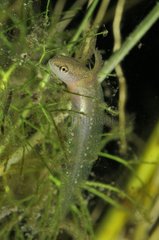 Palmate newt larvae in a pool - Prairie Fouzon France