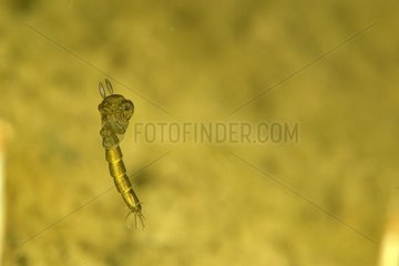 Pupa of Diptera in a pool - Prairie Fouzon France