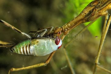 Water Stick Insect catching a Water Strider - Prairie Fouzon