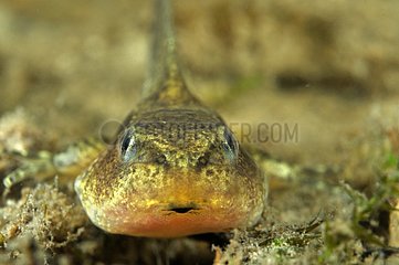 Tadpole to grass frog in a pond - Prairie Fouzon France