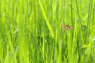 Butterfly on a blade of grass - Prairie Fouzon France