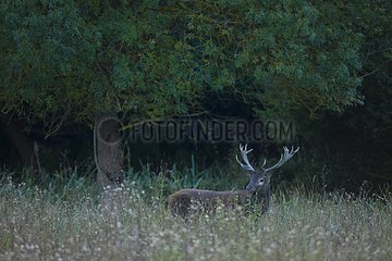 Red deer in a clearing