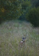 Young red deer in high grasses