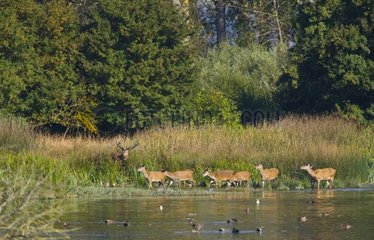 Red deer and his harem on the side of a pond