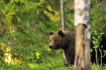 Brown bear in taiga Martinselkonen Finland