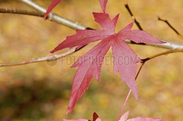 Leaf cut red in autumn France