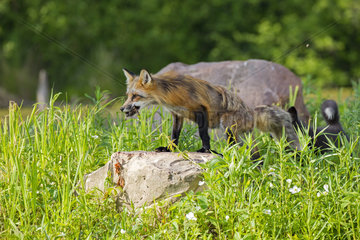 Red fox on rock in spring - Minnesota USA
