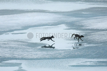 Arcrique foxes running on the ice in summer - Greenland