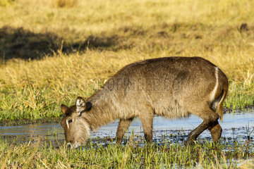 Young Waterbuck grazing in water - Khwai River Botswana