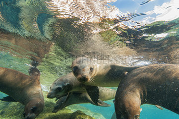 California sea lions under the surface - Sea of Cortez