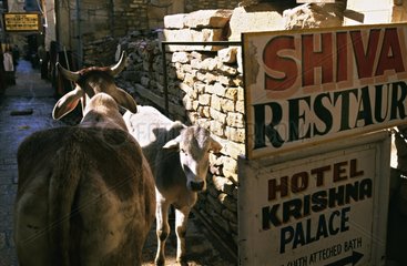 Heilige Kuh in einer StraÃŸe Rajasthan Indien