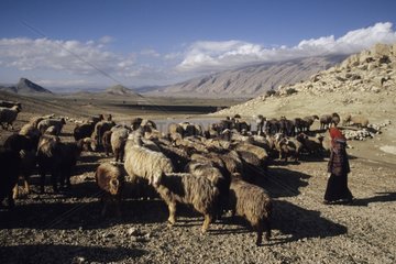Qashqai shepherdess and her flock of sheeps Iran