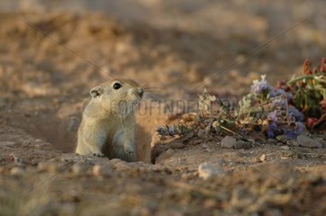 Sand Fat Rat at the entry of its burrow Morocco