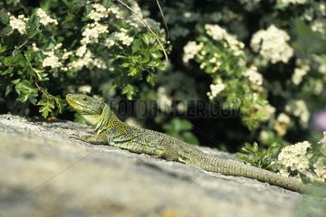 Ocellated Lizard on rock North-eastern of Catalonia Spain