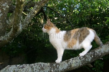 2 years old she-cat stalk on a branch Marcilly France