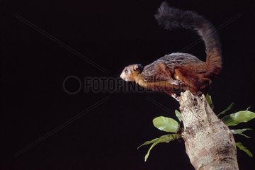 Flying squirrel springing to plane Indonesia