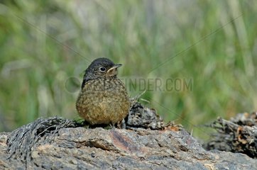 Young Moussier's redstart on a rock Morocco