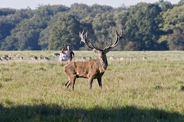 Walkers looking at a male Red deer Dyrhaven park Denmark