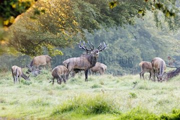 Male Red deer belling in the middle of hinds Dyrhaven park