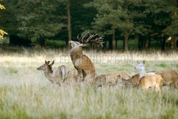 Male Red deer mating with a hind Dyrhaven park Denmark