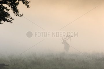 Male Red deer in fog at daybreak Dyrhaven park Denmark