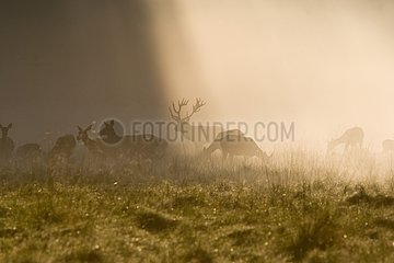 Male Red deer and hinds in fog at daybreak Dyrhaven park