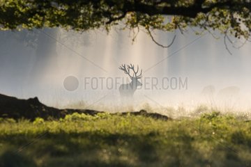 Male Red deer and hinds in fog at daybreak Dyrhaven park