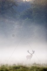 Male Red deer in fog at daybreak Dyrhaven park Denmark