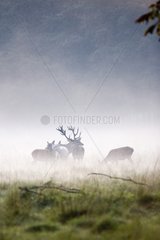 Male Red deer and hinds at daybreak Dyrhaven park Denmark
