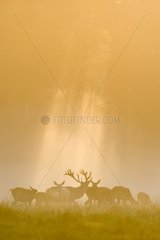 Male Red deer and hinds at daybreak Dyrhaven park Denmark