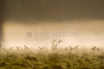 Male Red deer and hinds lying down at daybreak Dyrhaven park