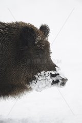 Portrait of Wild Boar in snow Germany