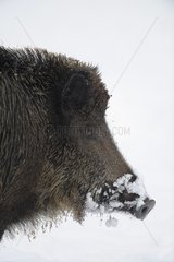 Portrait of Wild Boar in snow Germany